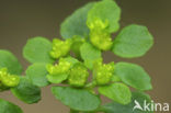 Opposite-leaved Golden Saxifrage (Chrysosplenium oppositifolium)