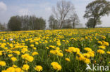 Dandelion (Taraxacum spec.)