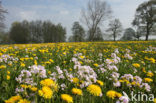 Paardenbloem (Taraxacum spec.)