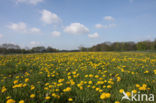 Paardenbloem (Taraxacum spec.)