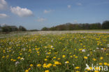 Dandelion (Taraxacum spec.)