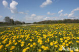 Dandelion (Taraxacum spec.)