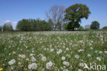 Paardenbloem (Taraxacum spec.)