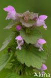 Paarse dovenetel s.s. (Lamium purpureum)