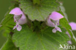 Paarse dovenetel s.s. (Lamium purpureum)