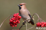 Bohemian Waxwing (Bombycilla garrulus)