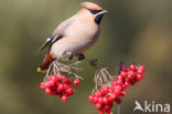 Bohemian Waxwing (Bombycilla garrulus)