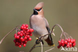 Bohemian Waxwing (Bombycilla garrulus)