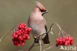 Bohemian Waxwing (Bombycilla garrulus)