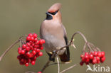 Bohemian Waxwing (Bombycilla garrulus)