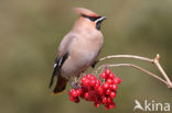 Pestvogel (Bombycilla garrulus)