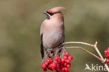 Pestvogel (Bombycilla garrulus)