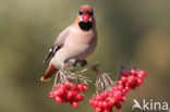 Pestvogel (Bombycilla garrulus)