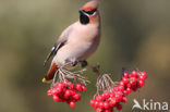 Pestvogel (Bombycilla garrulus)