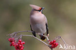 Pestvogel (Bombycilla garrulus)