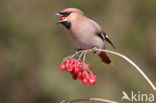 Bohemian Waxwing (Bombycilla garrulus)