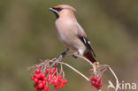 Bohemian Waxwing (Bombycilla garrulus)