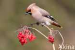 Bohemian Waxwing (Bombycilla garrulus)