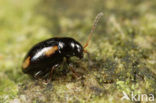 Phyllotreta exclamationis