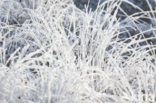 Purple Moor-grass (Molinia caerulea)
