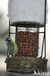 Blue Tit (Parus caeruleus)