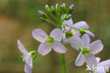 Pinksterbloem (Cardamine pratensis)