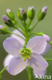 Pinksterbloem (Cardamine pratensis)