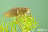 Broad-bodied Chaser (Libellula depressa)