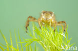 Platbuik (Libellula depressa)