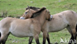 Przewalskipaard (Equus przewalskii)