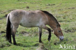 Przewalskipaard (Equus przewalskii)