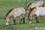 Przewalskipaard (Equus przewalskii)