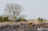 Roe Deer (Capreolus capreolus)