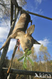 Roe Deer (Capreolus capreolus)