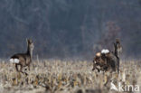 Roe Deer (Capreolus capreolus)