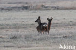 Ree (Capreolus capreolus)