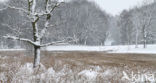 Reestdal