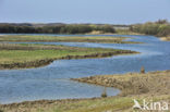 Réserve naturelle de la Baie de Somme