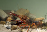 Rode Amerikaanse rivierkreeft (Procambarus clarkii)