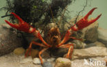 Red swamp crayfish (Procambarus clarkii)