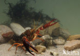 Red swamp crayfish (Procambarus clarkii)