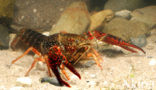 Red swamp crayfish (Procambarus clarkii)