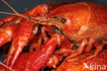 Red swamp crayfish (Procambarus clarkii)