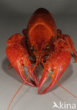 Red swamp crayfish (Procambarus clarkii)