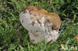 Ruitjesbovist (Calvatia utriformis)