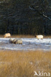 Schaap (Ovis domesticus)