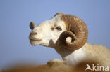 Sheep (Ovis domesticus)