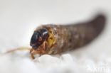 Sericostoma personatum