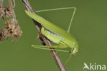 Sickle-bearing Bush-cricket (Phaneroptera falcata)