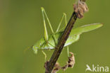 Sikkelsprinkhaan (Phaneroptera falcata) 